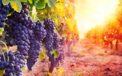 Bozcaada Bağ Bozumu Turu